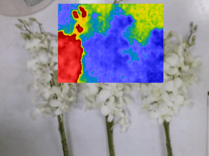 กล้องถ่ายภาพความร้อนกับงานตรวจสอบอุณหภูมิของพืช